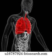 pulmões, ilustração