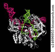 CRISPR-CAS9, gene, editando, ilustração