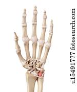 Human hand anatomy