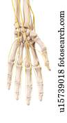 Human hand anatomy