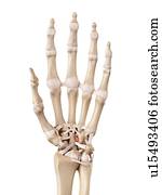 Human hand anatomy