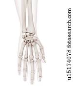 Human hand bones