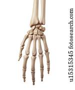 Human hand bones