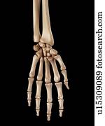 Human hand bones