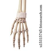 Human hand ligaments