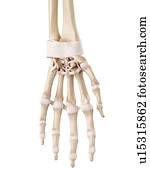 Human hand ligaments