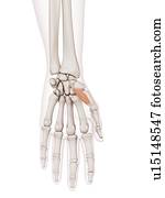 Human hand muscles