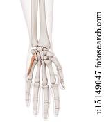 Human hand muscles