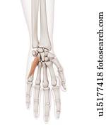 Human hand muscles