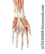 Human hand muscles