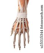 Human hand muscles