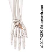 Human hand muscles