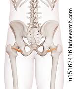 human, pélvico, músculo