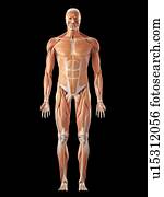 human, sistema muscular