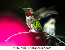 hummingbird