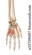 Muscles of the human hand