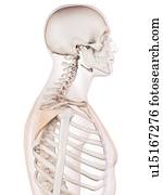 ombro humano, músculo