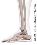 pé humano, músculo