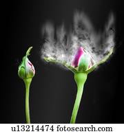 digitalmente manipulado, rosa vermelha, broto