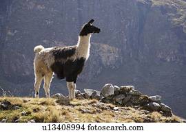 lhama, el, Choro, bolívia