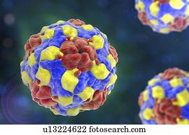 Parechoviruses, illustration