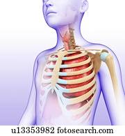 pulmões, ilustração