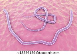 Roundworm, illustration