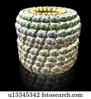 Tobacco mosaic virus, illustration