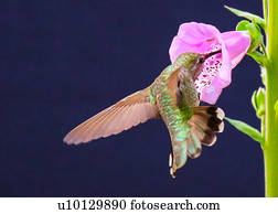 hummingbird