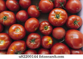 Abundance of tomatoes