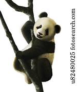 artwork, de, juvenil, panda gigante