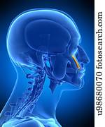 facial, músculo, ilustração