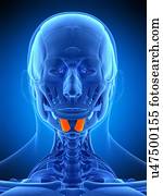 facial, músculo, ilustração