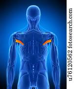 ombro, músculo, ilustração