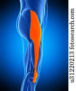 perna, músculo, ilustração