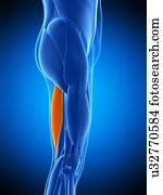 perna, músculo, ilustração