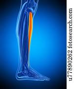 perna, músculo, ilustração