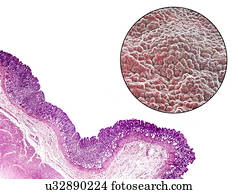 Stomach mucosa, light micrograph and illustration