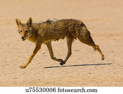 coiote