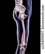 coxa, músculo, ilustração