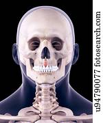 facial, músculo, ilustração