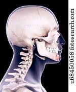 facial, músculo, ilustração