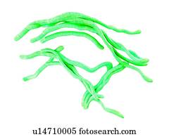 Legionella, illustration