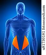 músculo abdominal, ilustração