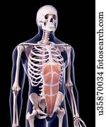 músculo abdominal, ilustração