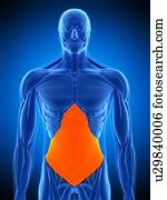 músculo abdominal, ilustração