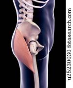 pelve, músculo, ilustração