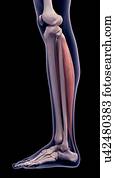 perna, músculo, ilustração