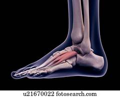 pé, músculo, ilustração