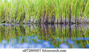 capim, crescendo, em, um, lago